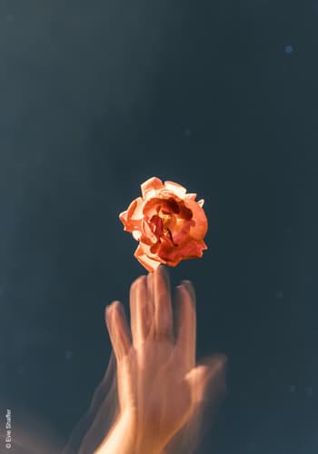 Orange petaled flower 2512388 1